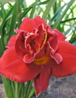 Menu Beginner Daylily Collection -Outlet Holland Bulb Farms Store 86110 fires of fuji daylily