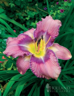Menu Fancy Frills Daylily Collection -Outlet Holland Bulb Farms Store 86112 mildred mitchell daylily
