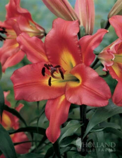 Menu Tickled Pink Collection -Outlet Holland Bulb Farms Store 86121 satisfaction orienpet lily