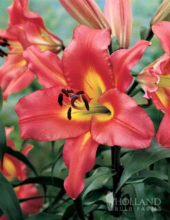 Menu Orienpet Lily Collection -Outlet Holland Bulb Farms Store 86121 satisfaction orienpet lily 3