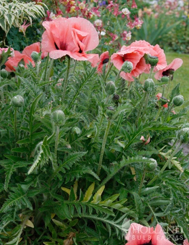 Menu Dynamic Oriental Poppy Collection 5 Menu Dynamic Oriental Poppy Collection - Image 3