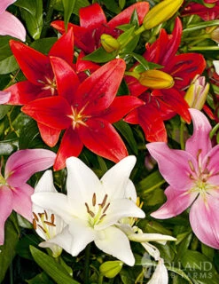 Menu 90 Days Of Spring Flowers Garden Kit 25 Menu 90 Days Of Spring Flowers Garden Kit -Outlet Holland Bulb Farms Store 86168 asiatic lily mix