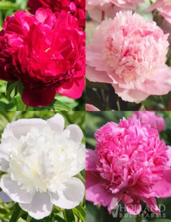 Menu Fragrant Peony Collection