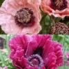 Menu Dynamic Oriental Poppy Collection