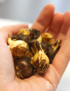 Menu Fragrant Mix Collection -Outlet Holland Bulb Farms Store 87101 camassia 2