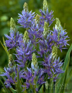 Menu Fragrant Mix Collection -Outlet Holland Bulb Farms Store 87101 camassia