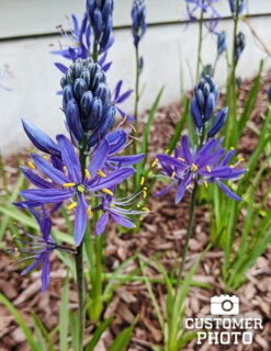 Menu Fragrant Mix Collection -Outlet Holland Bulb Farms Store 87101 cammassia wild hyacinth