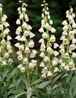Menu Bloomin Bells Duo Collection -Outlet Holland Bulb Farms Store 87103 ivory bells fritillaria 1