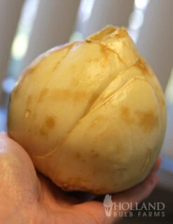 Menu Bloomin Bells Duo Collection -Outlet Holland Bulb Farms Store 87103 ivory bells fritillaria 3 1