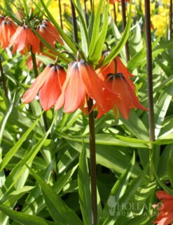Menu Orange Ovation Collection -Outlet Holland Bulb Farms Store 87107 aurora orange fritillaria 1