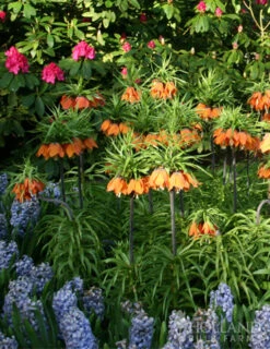 Menu Orange Ovation Collection -Outlet Holland Bulb Farms Store 87107 aurora orange fritillaria 2 1