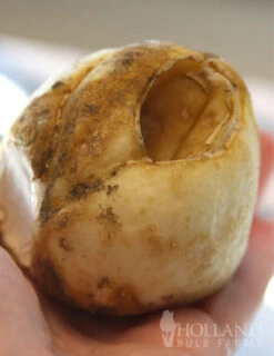 Menu Orange Ovation Collection -Outlet Holland Bulb Farms Store 87107 aurora orange fritillaria 3 1