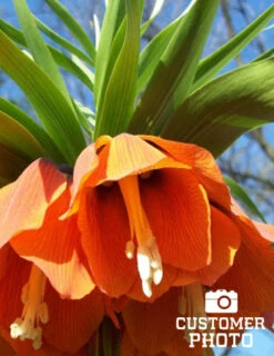 Menu Orange Ovation Collection -Outlet Holland Bulb Farms Store 87107 aurora orange fritillaria 4 1