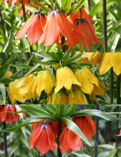 Menu Frantic For Fritillaria Collection