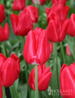 Menu Cotton Candy Tulip Collection -Outlet Holland Bulb Farms Store 88103 seadov tulip 2