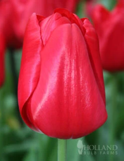 Menu Cotton Candy Tulip Collection -Outlet Holland Bulb Farms Store 88103 seadov tulip