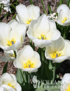 Menu Perennial Species Tulip Collection 20 Menu Perennial Species Tulip Collection -Outlet Holland Bulb Farms Store 88108 purissima tulips 2