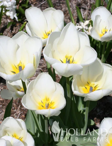 Menu Perennial Species Tulip Collection 5 Menu Perennial Species Tulip Collection - Image 3