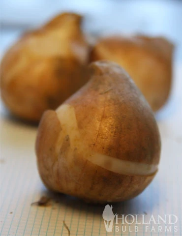 Menu Perennial Species Tulip Collection 6 Menu Perennial Species Tulip Collection - Image 4