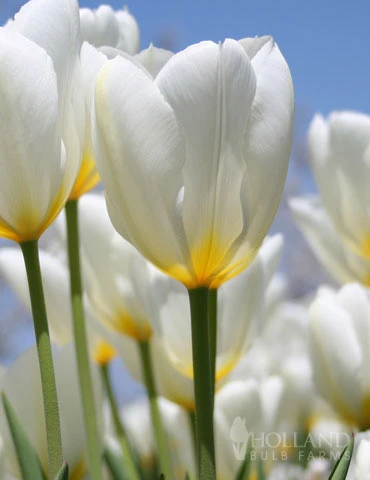 Menu Perennial Species Tulip Collection 4 Menu Perennial Species Tulip Collection - Image 2