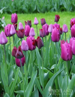 Menu Orange & Purple Tulip Collection -Outlet Holland Bulb Farms Store 88116 purple prince tulip 2 2