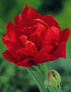 Menu Robust Double Flowering Tulip Collection -Outlet Holland Bulb Farms Store 88123 miranda double early tulip 1