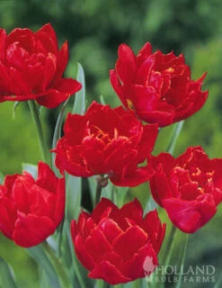 Menu Robust Double Flowering Tulip Collection -Outlet Holland Bulb Farms Store 88123 miranda double early tulip 2 1