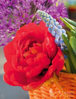 Menu Robust Double Flowering Tulip Collection -Outlet Holland Bulb Farms Store 88123 red double tulip 3 1