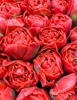 Menu Robust Double Flowering Tulip Collection -Outlet Holland Bulb Farms Store 88123 red double tulip 4 1