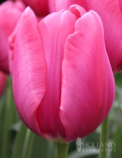 Menu Sweet And Sassy Duo Collection -Outlet Holland Bulb Farms Store 88139 don quichotte triumph tulip 1