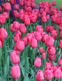 Menu Unicorn Dreams Tulip Garden Collection -Outlet Holland Bulb Farms Store 88139 don quichotte triumph tulip 2
