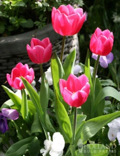 Menu Unicorn Dreams Tulip Garden Collection -Outlet Holland Bulb Farms Store 88139 don quichotte triumph tulip 3