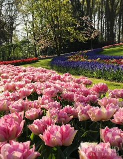 Menu Pink Tulip & Daffodil Collection -Outlet Holland Bulb Farms Store 88146 double pink 4