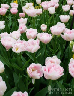 Menu Pink Tulip & Daffodil Collection -Outlet Holland Bulb Farms Store 88146 finola double late tulip 3 4