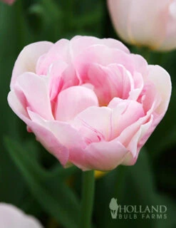 Menu Elegant Double Tulip Collection -Outlet Holland Bulb Farms Store 88146 finola double late tulip 4