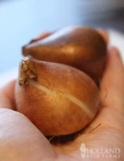 Menu Up & Up Double Tulip Collection -Outlet Holland Bulb Farms Store 88147 creme upstar double late tulip 2 1