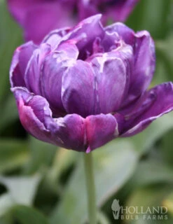 Menu Unicorn Dreams Tulip Garden Collection -Outlet Holland Bulb Farms Store 88148 blue spectacle double early tulip 2