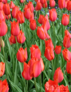 Menu Beginner Tulip Collection -Outlet Holland Bulb Farms Store 88159 temple of beauty single late tulip 2