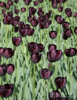 Menu Late Spring Flowers Garden Kit -Outlet Holland Bulb Farms Store 88167 queen of night single late black tulip 2