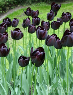 Menu Late Spring Flowers Garden Kit -Outlet Holland Bulb Farms Store 88167 queen of night single late black tulip 3