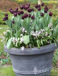 Menu Orange & Purple Tulip Collection -Outlet Holland Bulb Farms Store 88167 queen of night single late black tulip 4 3