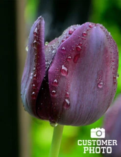 Menu Late Spring Flowers Garden Kit -Outlet Holland Bulb Farms Store 88167 queen of night single late black tulip 5