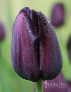 Menu Dark Night Duo Collection 19 Menu Dark Night Duo Collection -Outlet Holland Bulb Farms Store 88167 queen of night single late black tulip 6