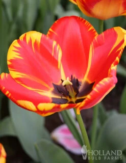 Menu Darwin Hybrid Tulip Collection -Outlet Holland Bulb Farms Store 88176 banja luka darwin hybrid tulip 2