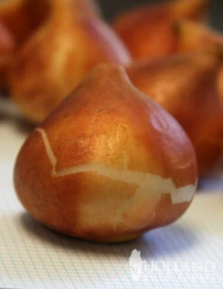 Menu Darwin Hybrid Tulip Collection -Outlet Holland Bulb Farms Store 88176 banja luka darwin hybrid tulip 3