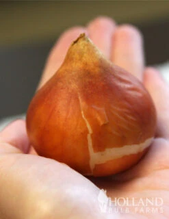 Menu Darwin Hybrid Tulip Collection -Outlet Holland Bulb Farms Store 88178 daydream darwin hybrid tulip 2