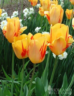 Menu Cotton Candy Tulip Collection -Outlet Holland Bulb Farms Store 88183 juliette darwin hybrid tulip 3