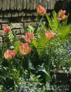 Menu Bloomin Bells Duo Collection -Outlet Holland Bulb Farms Store 88189 groenland green tulips 2