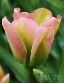 Menu Bloomin Bells Duo Collection -Outlet Holland Bulb Farms Store 88189 groenland green tulips