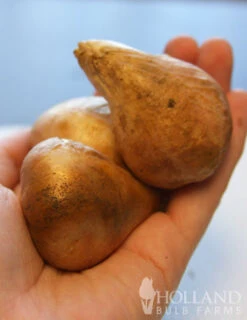 Menu Bloomin Bells Duo Collection -Outlet Holland Bulb Farms Store 88189 groenland green tulips 3